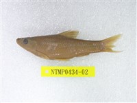 藏品(羅漢魚)的圖片